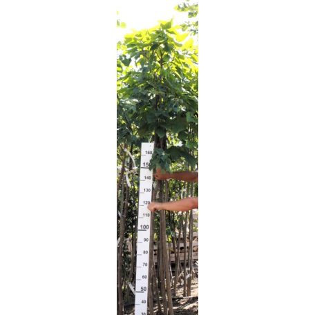 Kislevelű hárs Tilia cordata 8/10