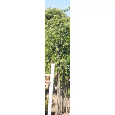Nagylevelű hársfa Tilia platyphyllos 6/8