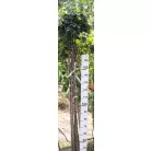 Csüngő szil Ulmus glabra Camperdownii 175/200 cm
