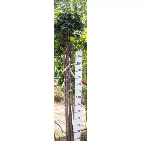 Csüngő szil Ulmus glabra Camperdownii 175/200 cm