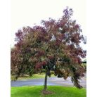 Vörös levelű lepényfa Gleditsia triacanthos 'Rubylace' 200/250