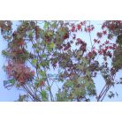 Japán juhar ACER PALMATUM Konténeres 10 lit. lit. BUSH