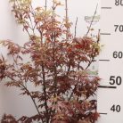 Vöröslevelű japán juhar Acer palmatum 'Atropurpureum' Konténeres 15 lit.