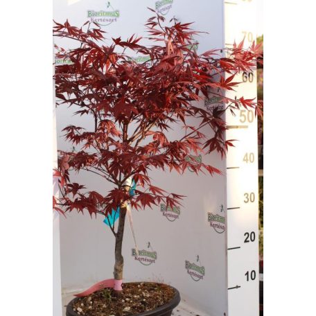 Japánjuhar bonsai Acer palmatum 'Fireglow' LCI 5 Bonsai