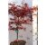 Japánjuhar bonsai Acer palmatum 'Fireglow' LCI 5 Bonsai
