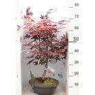 Bordó levelű japán juhar bonsai ACER PALMATUM FIREGLOW LCI 10 Bonsai