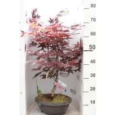   Bordó levelű japán juhar bonsai ACER PALMATUM FIREGLOW LCI 10 Bonsai