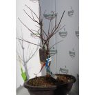 Bordó levelű japán juhar bonsai ACER PALMATUM FIREGLOW LCI 10 Bonsai