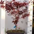 Bordó levelű japán juhar bonsai ACER PALMATUM FIREGLOW LCI 10 Bonsai