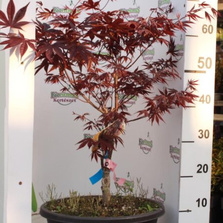 Bordó levelű japán juhar bonsai ACER PALMATUM FIREGLOW LCI 10 Bonsai