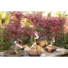 Bordó levelű japán juhar bonsai ACER PALMATUM FIREGLOW LCI 10 Bonsai