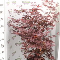   Bordó levelű japán juhar Acer palmatum 'Bloodgood'  Konténeres 15 lit. 100/125  cm