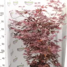 Bordó levelű japán juhar Acer palmatum Bloodgood 15 lit. 100/125 cm