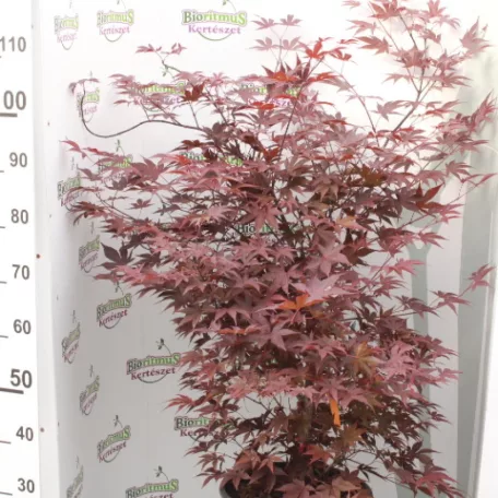 Bordó levelű japán juhar Acer palmatum Bloodgood 15 lit. 100/125 cm