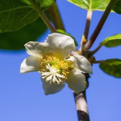   Kivi porzó fajta ACTINIDIA CHINENSIS TOMURI (MASCHIO) CLT. 3 lit.