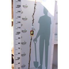   Kivi porzó fajta ACTINIDIA CHINENSIS TOMURI (MASCHIO) CLT. 3 lit.