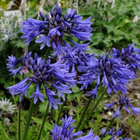 Szerelemvirág kék AGAPANTHUS NorteneHERN STAR CLT. 3