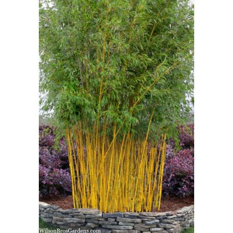 Aranysárga szárú bambusz BAMBUSA PHYLLOSTACHYS AUREA Konténeres 10 lit.