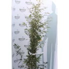Fekete szárú bambusz BAMBUSA (PHYLLOSTACHYS) NIGRA Konténeres 10 lit. 100/150