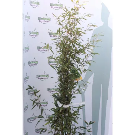Fekete szárú bambusz BAMBUSA (PHYLLOSTACHYS) NIGRA Konténeres 10 lit. 100/150