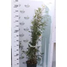 Fekete szárú bambusz BAMBUSA (PHYLLOSTACHYS) NIGRA Konténeres 10 lit. 100/150