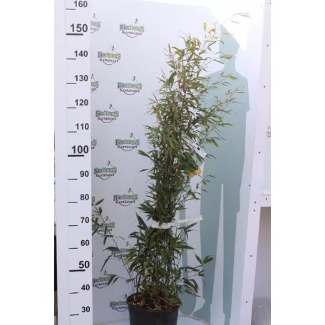 Fekete szárú bambusz BAMBUSA (PHYLLOSTACHYS) NIGRA Konténeres 10 lit. 100/150