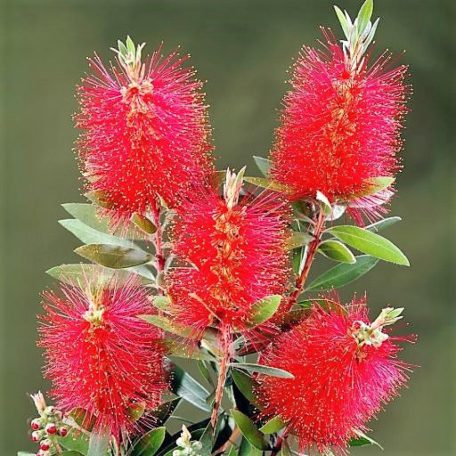 Kefevirág CALLISTEMON LAEVIS CLT. 3