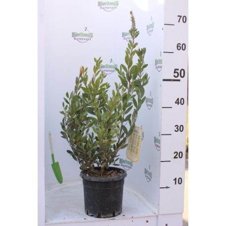 Kefevirág CALLISTEMON LAEVIS CLT. 3