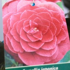 Japán kamélia CAMELLIA JAPONICA CLT. 7