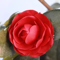 Japán kamélia CAMELLIA JAPONICA CLT. 7