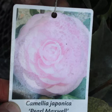 Japán kamélia CAMELLIA JAPONICA CLT. 7