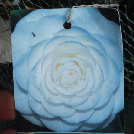 Japán kamélia CAMELLIA JAPONICA CLT. 7