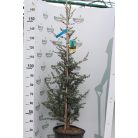 Kék atlasz cédrus CEDRUS ATLANTICA GLAUCA CLT. 18