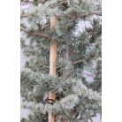 Kék atlasz cédrus CEDRUS ATLANTICA GLAUCA CLT. 18