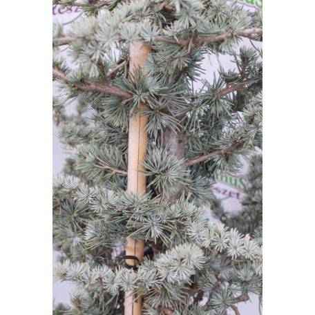 Kék atlasz cédrus CEDRUS ATLANTICA GLAUCA CLT. 18