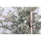 Kék atlasz cédrus CEDRUS ATLANTICA GLAUCA CLT. 18