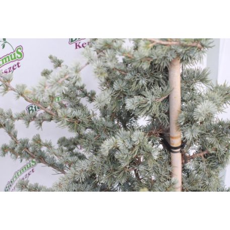 Kék atlasz cédrus CEDRUS ATLANTICA GLAUCA CLT. 18
