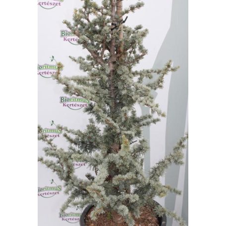 Kék atlasz cédrus CEDRUS ATLANTICA GLAUCA CLT. 18