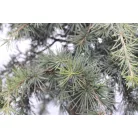 Kék terülő himalájai cédrus CEDRUS DEODARA FEELIN BLUE (R) LV 9 MINI STANDARD