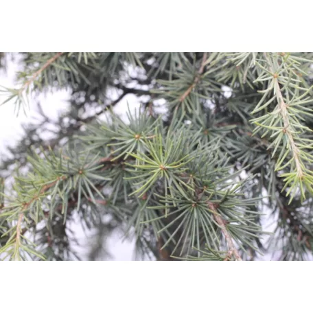 Kék terülő himalájai cédrus CEDRUS DEODARA FEELIN BLUE (R) LV 9 MINI STANDARD
