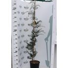 Csüngő himalájai cédrus CEDRUS DEODARA PENDULA Konténeres 10 lit.