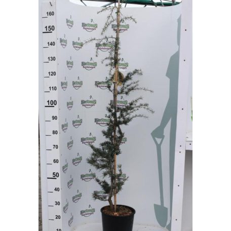 Csüngő himalájai cédrus CEDRUS DEODARA PENDULA Konténeres 10 lit.