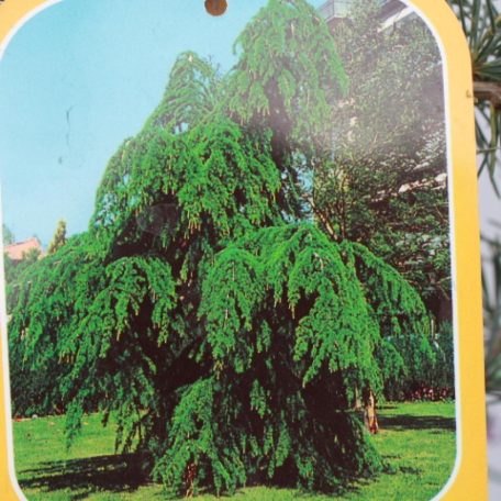 Csüngő himalájai cédrus CEDRUS DEODARA PENDULA Konténeres 10 lit.