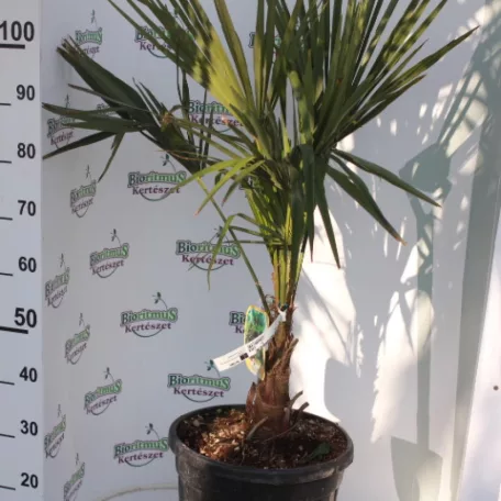Kínai kenderpálma CHAMAEROPS (TRACHYCARPUS)FORTUNEI CLT. 20 80/100 cm