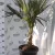 Kínai kenderpálma CHAMAEROPS (TRACHYCARPUS)FORTUNEI CLT. 20 80/100 cm