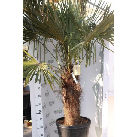 Kínai kenderpálma CHAMAEROPS (TRACHYCARPUS)FORTUNEI CONT TR.50/60