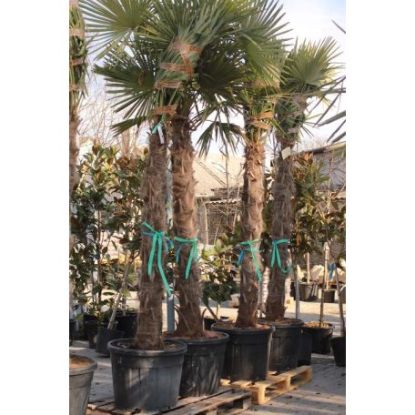 Kínai kenderpálma CHAMAEROPS (TRACHYCARPUS)FORTUNEI CLT. 110 TR.150/200 cm törzsmagasság