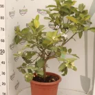 Buddha keze citrom CITRUS MEDICA (CEDRO) ”DIGITATA” LV 12