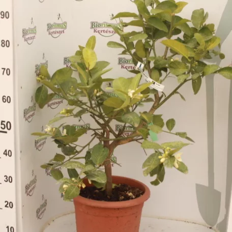 Buddha keze citrom CITRUS MEDICA (CEDRO) ”DIGITATA” LV 12