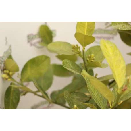 Buddha keze citrom CITRUS MEDICA (CEDRO) ”DIGITATA” LV 12